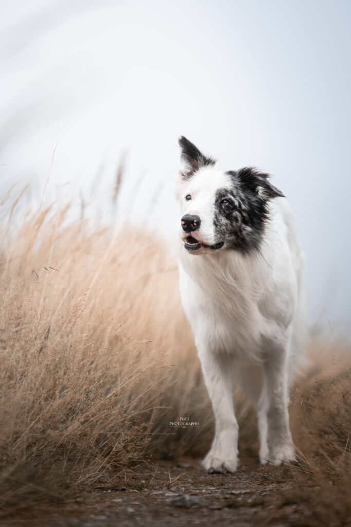 Photographie d'un chien en bretagne, mont saint michel de braspart, photographe d'animaux, chiens, chevaux, famille, enfant, landivisiau, brest, morlaix, quimper, finistere, bretagne